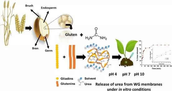 小麥面筋蛋白膜包裝